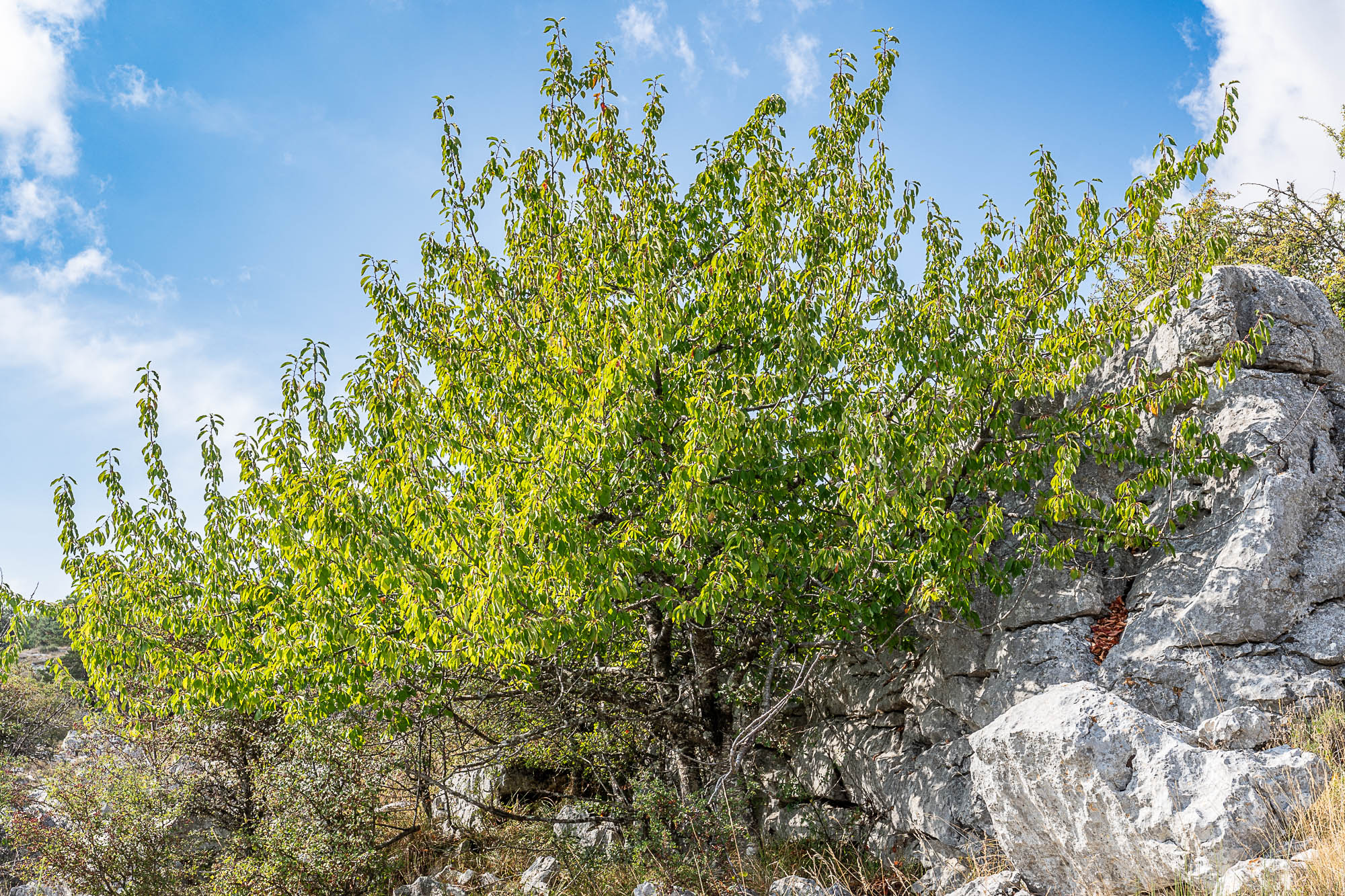09 A7R4192 web