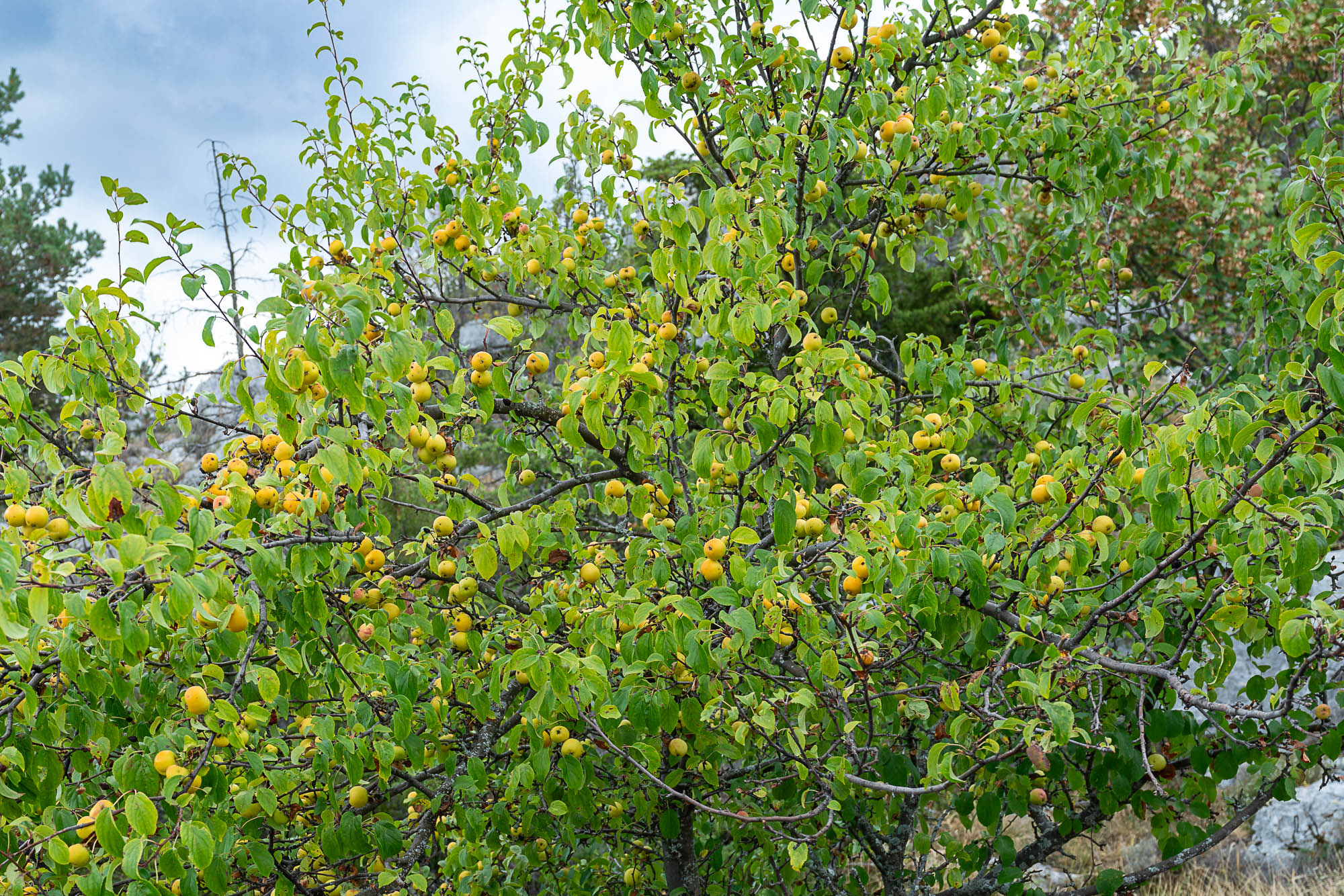 10 A7R4230 web