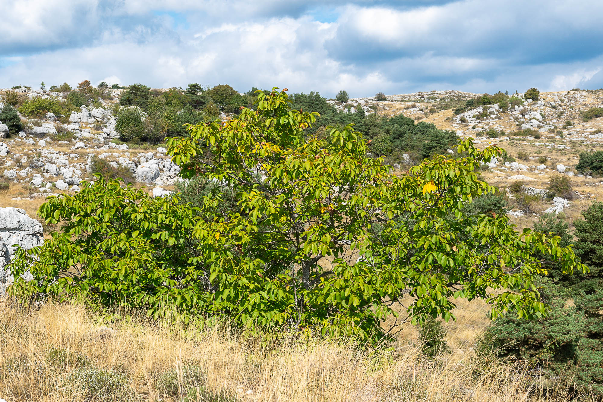 11 A7R4193 web
